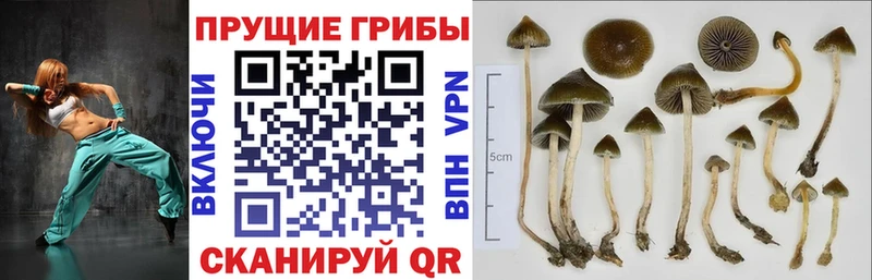 Галлюциногенные грибы ЛСД  Белёв 